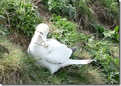 Bempton Cliffs - 1st Visit for 2013