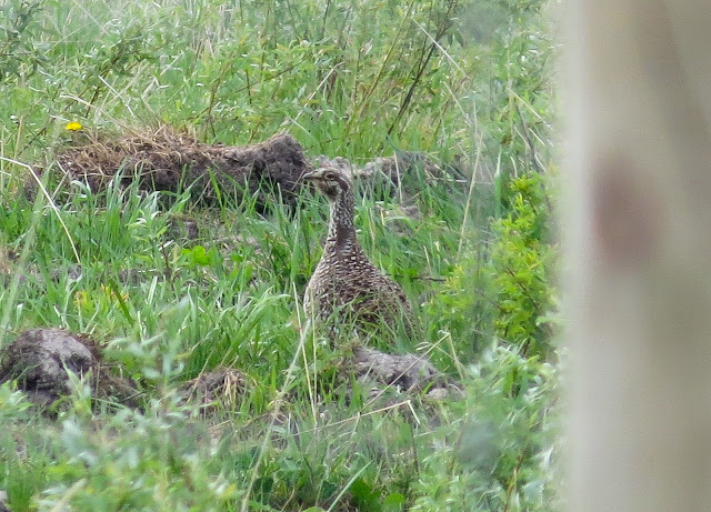 Sharp-tailed Grouse - Rudyard, Michigan, USA