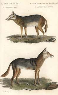  Canis Anthus y Canis Aureus