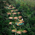 Nandini Jungle Resort & Spa: A Luxurious Escape into the Balinese Jungle