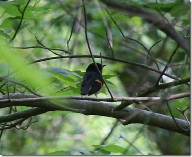 redstart