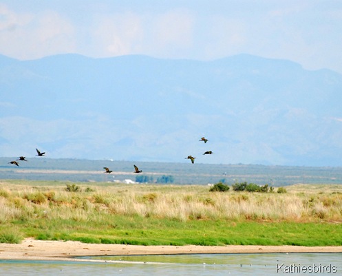 3. ibis-kab