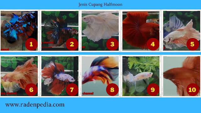 Mengenal Jenis Ikan Cupang Hias - radenpedia.com