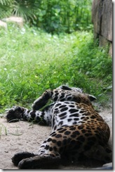 IMG_0576 copy