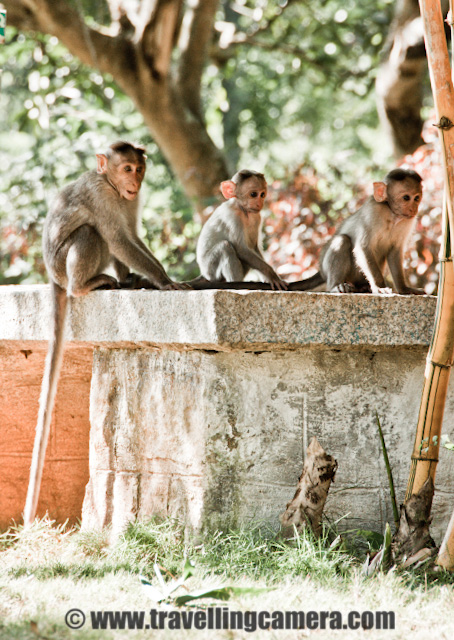 PHOTO JOURNEY inside zoo of Banerghatta National Park Banglore : Posted VJ SHARMA on www.travellingcamera.com : I am sure you will be surprised to hear Zoo and Wildlife Sanctuary at one place... Yes, Banerghatta National Park has a Zoo as well... When I planned for Baneghatta National Park, I was not aware of the fact that it has Zoo as well... After Reaching the ticket counter, I saw a board saying discounted ticket for Wildlife Safari inside the sanctuary and Zoo visit... Banglore Zoo has lot of snakes and most of the crowd is seen around those to figure out where they(snakes) are sitting... Here are few Photographs I was able to click during a quick visit to Banerghatta Zoo... Check out !!!Don't know the name of this bird.. so please do let know in case you know... They were very shy as you can see from the expression in this photograph and there were lot many other birds with various combinations of colors... I had few more photographs of this bird but all were shaky because of lot of movement there... These birds were most active inside the zoo.... Others like snakes, crocodiles, leopards, ducks were really lazy and we couldn't figure out the cause... Even Monkeys were not very active which is a very unusual thing..There were lot many crocodiles inside Banerghatta Zoo and that I saw the height of their laziness... There were few cats inside their court and jumping on their backs.. No Reaction... They used to go near a particular crocodile, check about its activeness by touching the tail and then start all those activities when confirmed that it's not going to hurt them... Many of the folks were standing their for more than 30 minutes to wait for one of the crocodile to take some action, but nothing positive was happening their... and those cats were having fun there :)Sankes - Most popular species inside Banerghatta Zoo.... There was a separate section of various types of snakes and it was naked as snake park inside Banerghatta Zoo... I had never seen these many snakes at one place and there were lot many varieties new for me... It was hard to locate them because many of them were hidden between the branches of the tree or under some rocks etc.. Some of the snakes were 7-10 feet longs and have been playing on bamboo sticks hanging on the trees inside their courts... It seems people don't miss this part of the Zoo during their visit...There was a huge area provided for birds and it was somewhat similar to the Delhi Zoo... Although we were not able to see many birds out there... Also we were very tired after wildlife safari in Banerghatta National Park and didn't want to spend much time to find out more birds there...Many families come to Banerghatta Zoo to enjoy the weekend... I was surprised to see this family with all the stuff like carpet, bat and other stuff... It seems they have come for some picnic but Zoo is not a right place I guess... Ideally eatables and such things should not be allowed inside... I don't have any strong reason for that , but I have seen people making these places dirty... People should think twice before spreading their waste stuff at other's living area... Can they do the same thing inside their house?Oh Yes, I didn't want to miss this particular thing about Banerghatta Zoo... There is a trend of adopting some of the animals of the zoo and many folks have done this... Like this particular Horn bill is adopted by Shri T R Rithvik... This effectively means that Mr. Rrithvik is feeding this Horn bill for some particular duration and probably other costs as well... A nice concept and good idea to support all these rare species  on earth...There was a man outside the zooo who was selling some liquid which creates colorful bubbles... I wanted to capture those bubbles but all I was able to capture was bokeh of all those.... Never mind, I like it :)Rohin Duggal, My friend who made my Banglore trip memorable... Thanks to Rohin !!! btw his girlfriend was out of station and I can tease him by saying that :) On the very first day in Baglore we visited lot many places... Banerghatta national Park, zoo, Butterfly house, MG Road, Bragade Road and UB City ...These folks were wondering why I am clicking a photograph of Rohin... and Rohin asked to click one of their photograph to make them happy... Monkeys inside banerghatta Zoo...Afte completing one round inside Banerghatta Zoo, we had some coconut water in the market outside the zoo... It was amazing, but honestly I didn't like the 'malai' inside it...There are few museums inside the Zoo campus.. Here is one with photographs of various types of birds with some details.... There were lot of school children inside this museum to know about various species of birds and next agenda was to locate them outside....There is a small museum in the zoo which showcases zoological exhibits... Banerghatta Zoo has a reptile park and a small theater as well... Banerghatta Zoo is closed on Tuesdays which is a weekly holiday...