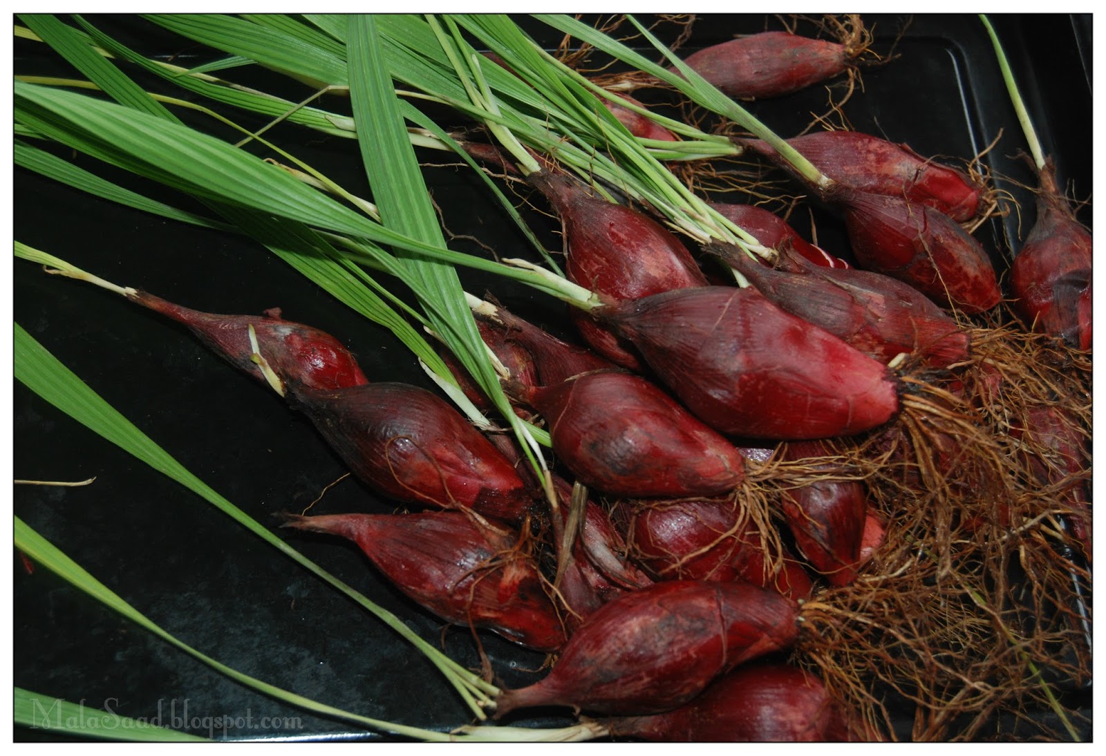 My Green Eye's: Bawang Dayak - Eleutherine palmifolia L. Merr