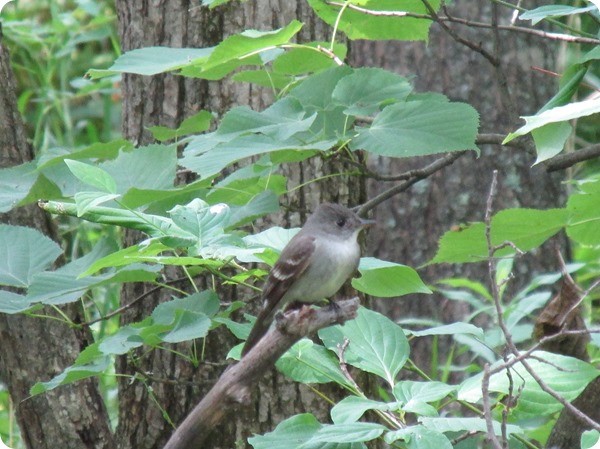 IMG_7560 Eastern Wood Peewee Bird (5)