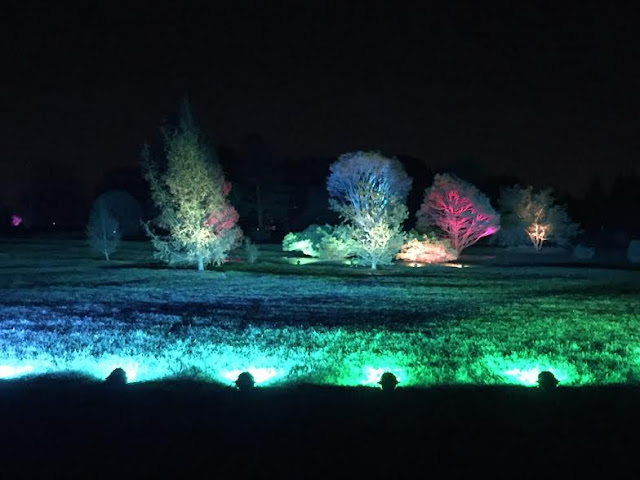 Light dancing in the trees during Illumination at The Morton Arboretum