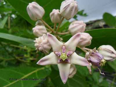 Crown flower, Calotropis gigantea