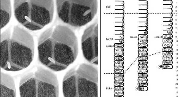 Metamorfosis Lebah : Proses, Tahapan, Gambar, dan 