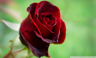 Roses flower, Roses photos, roses wallpaper for your desktop 