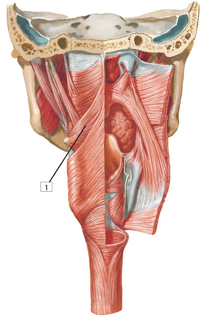 Middle pharyngeal constrictor muscle