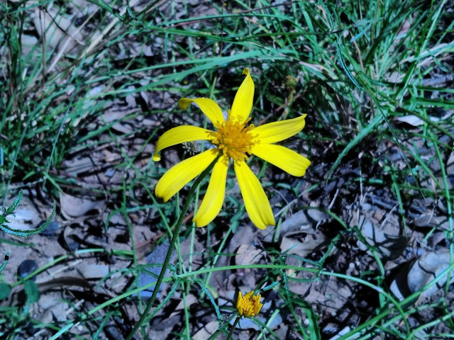 Yellow Daisy