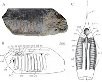 http://sciencythoughts.blogspot.co.uk/2015/09/rhegmaspis-xiphoidea-streamlined.html