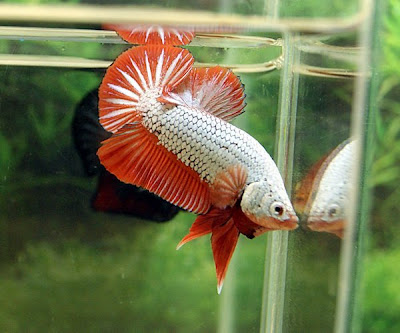 red dragon betta