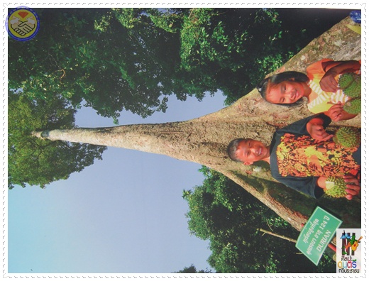 photo suwet