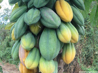 Babaco fruit images wallpaper