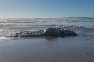 ‘Monstro marinho’ é encontrado em praia nos EUA