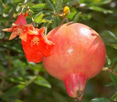 Manfaat Buah Delima