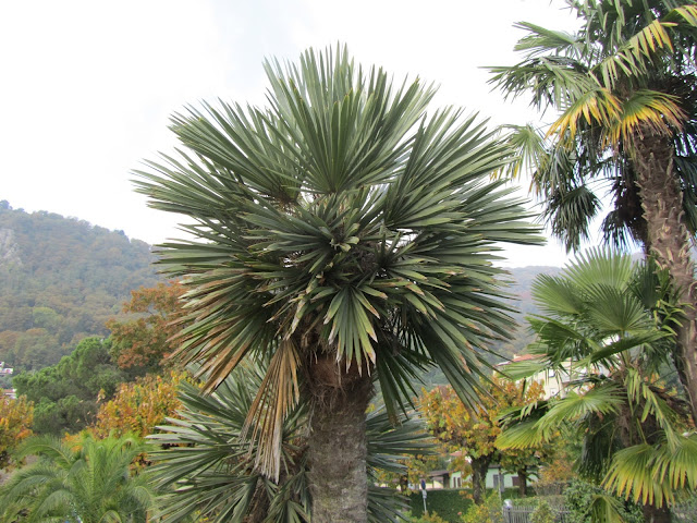 Trithrinax campestris