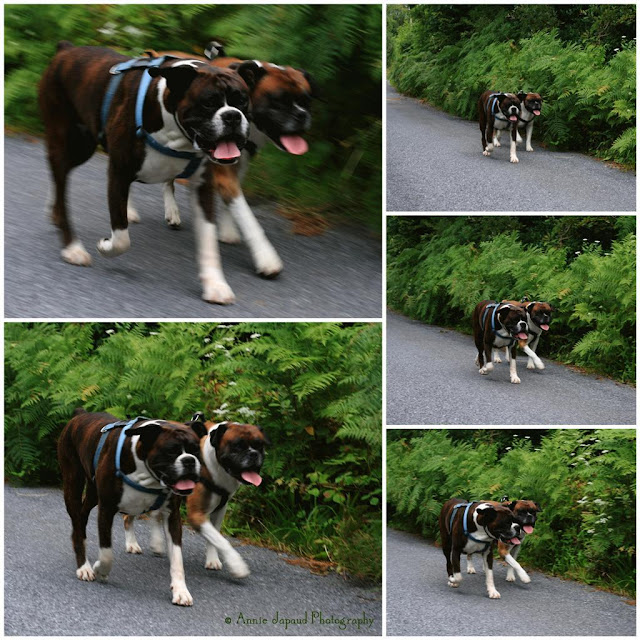 a pair of boxers walking together in Connemara