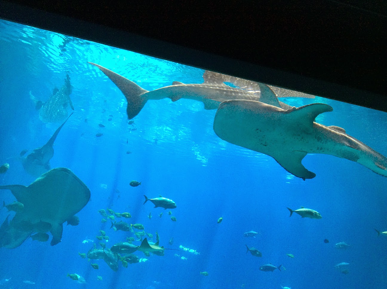 スタンプカードが好きなんですっ じっくりとジンベイザメの4匹の姿を楽しめる巨大水槽 アトランタ ジョージア水族館 Georgia Aquarium を管理人がもう一度訪れたいと考える最大の理由