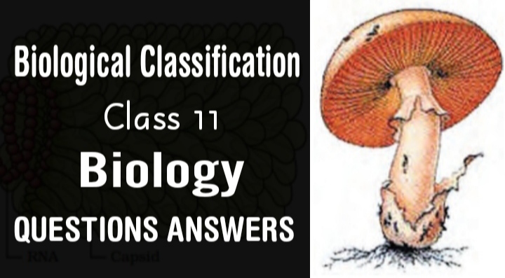 Biological Classification Class 11 Science Biology NCERT Solutions