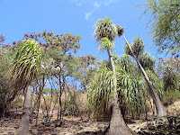 Koko Crater Botanical Garden Yelp