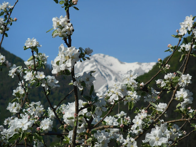 Meli in fiore Tolmin Slovenia