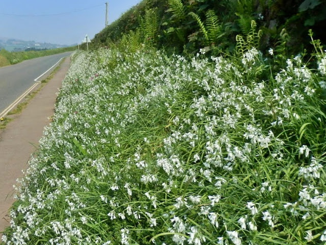 Wild garlic in hedgerows Cornwall