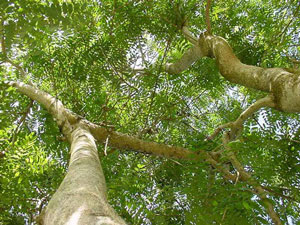 Jenis jenis Pohon  Peneduh yang Biasanya Ada di Tepi Jalan 