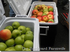 apple cider - The Backyard Farmwife