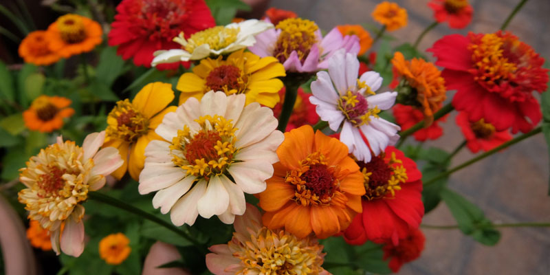 十一月的花 18年11月igarden頂樓花園實錄 園藝部落格 Igarden 花寶愛花園園藝文摘plus