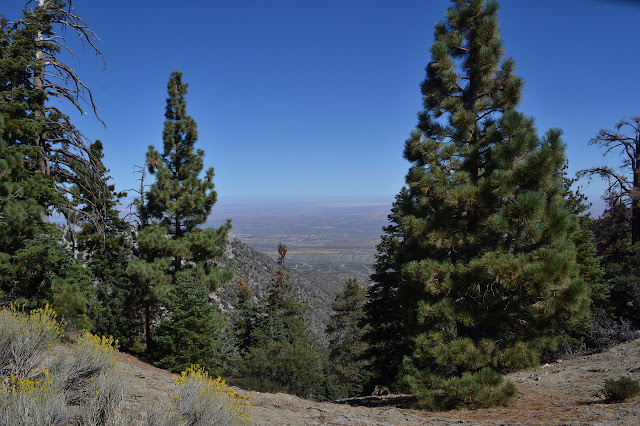 trees and a little bit of view