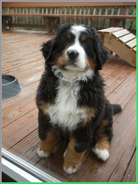 Bernese Mountain Dog Puppies For Adoption Colorado