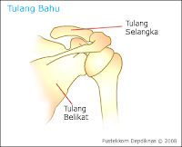 tulang selangka tulang belikat