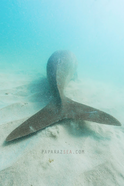 Scuba Diving, Coron, PaparazSea