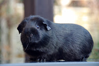 Świnka morska rasy crested w umaszczeniu black