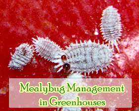 Mealybugs Management in Greenhouse