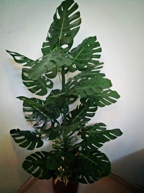 Tutorial Buat Pokok Bunga  Monstera  Yang Super Cantik Untuk 