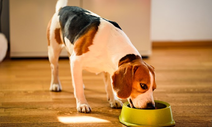 Protect Your Dog's Sense of Smell from Irritating Foods