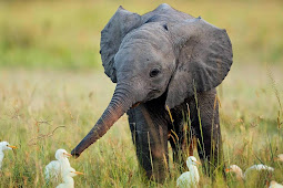 Baby Elephant Playing in wild Wallpaper