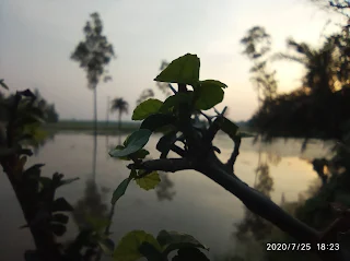 Tree near Rohingya Camp, Bangladesh