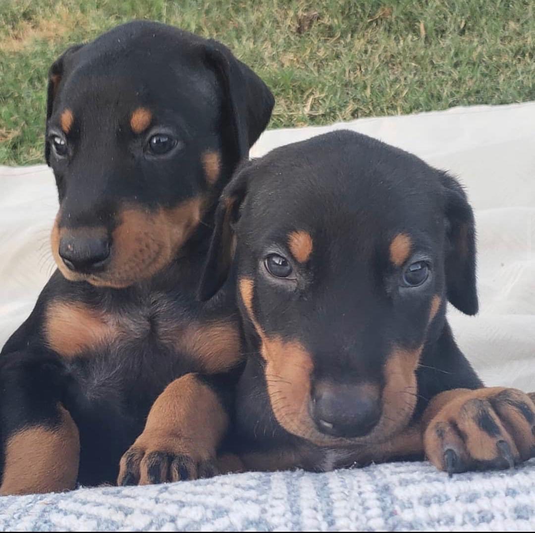 Doberman Pinscher puppies