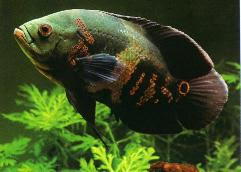 Gouramis