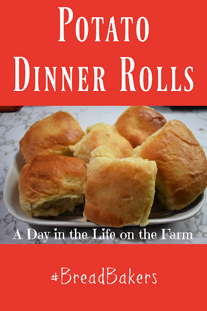 Potato Dinner Rolls