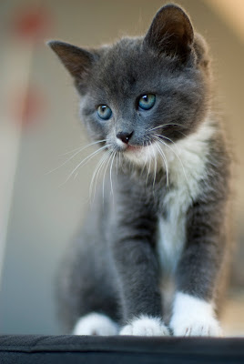 Muffin // Our new kitten by Merlijn Hoek from flickr (CC-NC-ND)