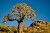 Namibia’s Strange And Wonderful Plants