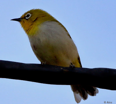 "Indian White-eye (Zosterops palpebrosus), a small and lively songbird. Distinctive yellow-green plumage with a white eye-ring. Perched on a cable."