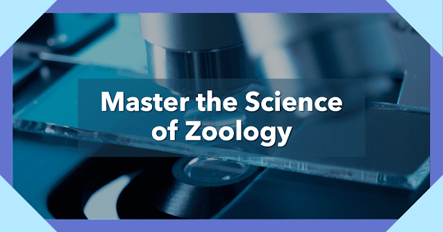 Exploring the Wonders of Wildlife: Choosing the Best Colleges for Zoology Studies in the USA